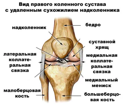 Синовит коленного сустава: причины, симптомы и лечение