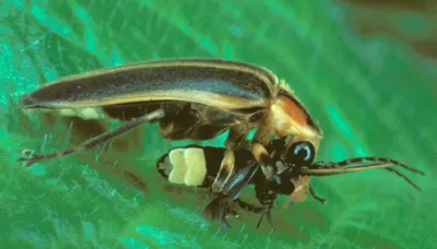 Светлячок-фотурис: Самое хитрое насекомое, что я встречал.