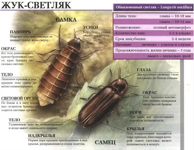 Жук-светляк или светлячок. Где обитает, что ест, как размножается? Сайт про  зверей - ZveroSite.ru