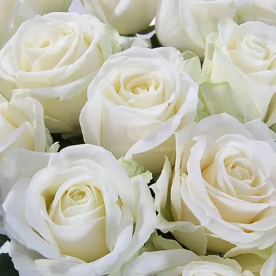 73 белые розы (60 см) – купить оптом и в розницу в Москве и Московской  области – Городская База Цветов