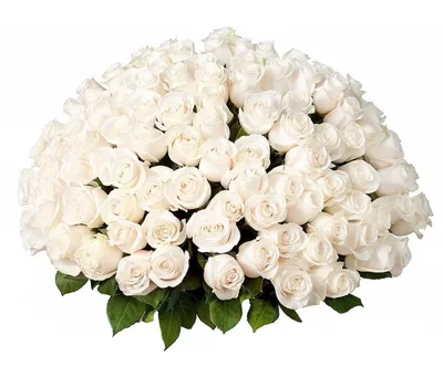 23 белые розы (60 см) – купить оптом и в розницу в Москве и Московской  области – Городская База Цветов