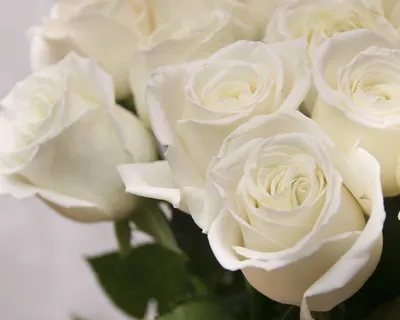 Розовые розы 13 штук доставка №240 - 🌹 Цветы Новосибирск заказ: