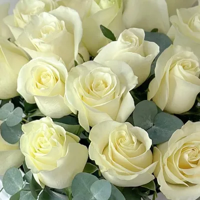 Белые розы (80 см) по цене 562 ₽ - купить в RoseMarkt с доставкой по  Санкт-Петербургу