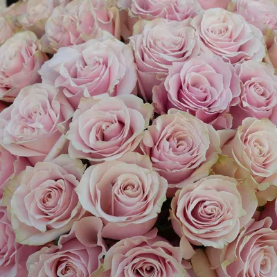 Белые Розы Люкс - купить в Самаре с доставкой