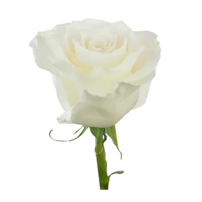 Люкс Букет - цветы Пятигорск. Белые розы любви купить с доставкой в  Пятигорске