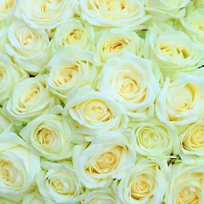 Корзина цветов \"Белые розы в корзине\" - заказать с доставкой недорого в  Москве по цене 7 300 руб.