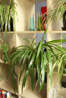8 самых тенелюбивых комнатных растений. Лучшие теневыносливые растения для  дома. Виды, описание, фото — Ботаничка