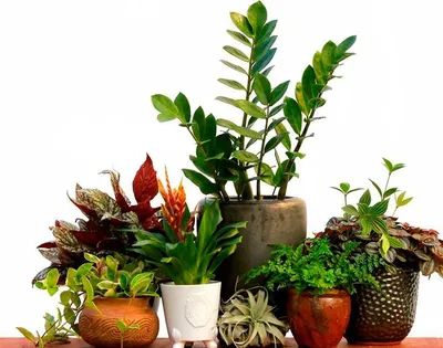 Солнцелюбивые комнатные растения | Комнатные растения, Растения, Идеи  посадки растений