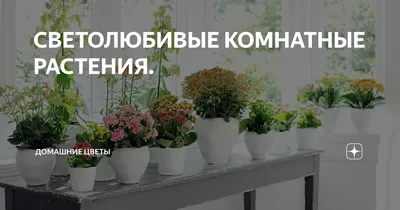 СВЕТОЛЮБИВЫЕ КОМНАТНЫЕ РАСТЕНИЯ. | Домашние цветы | Дзен