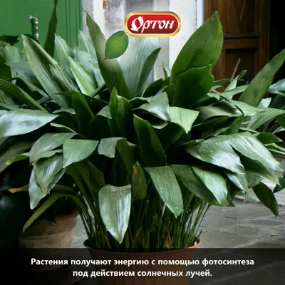 Светолюбивые растения: фото, советы по уходу | flori-da.ru