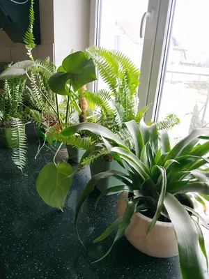 Тенелюбивые комнатные растения для вашей квартиры и офиса - Зеленая страна  - Больше идей для дома и сада