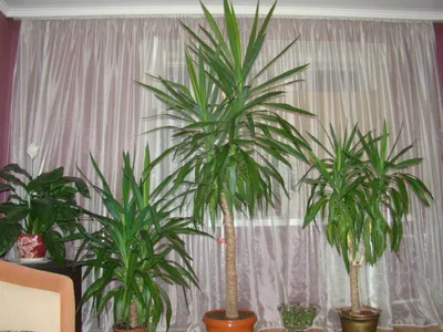 Купить комнатные растения Спатифиллум Чико в кашпо с автополивом LECHUZA,  общая высота - 40 см в магазине ARTPLANTS с доставкой по Москве