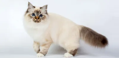 Священная бирманская кошка во всей красе