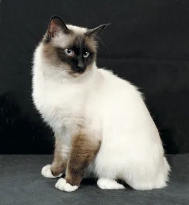 Загадочная бирманская кошка на фото