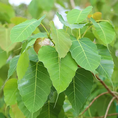 Фикус священный / религиозный (ficus religiosa). Молодое растение. — купить  в Красноярске. Горшечные растения и комнатные цветы на интернет-аукционе  Au.ru