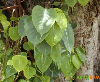 Фикус священный (Ficus religiosa) - PictureThis