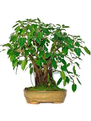 Фикус священный семена (Ficus religiosa) - Цена: €2.45