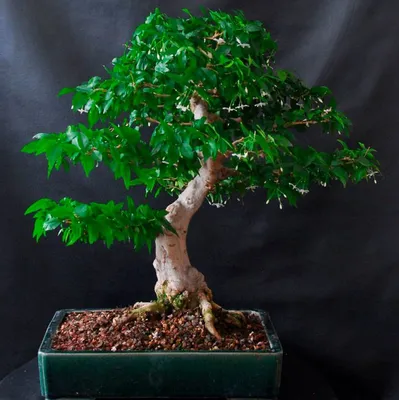 Фикус бенджамина переплетенный гигант высотой 130см в горшке (Ficus  benjamina exotica twist) купить с доставкой в СПб