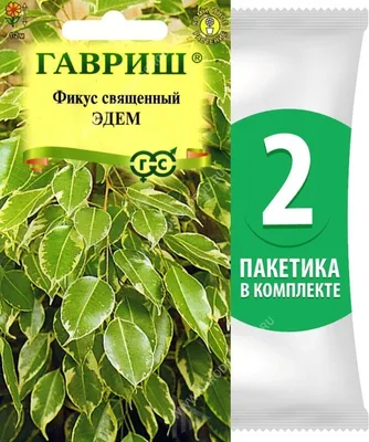 Фикус священный Эдем – купить в Липецке, цена 500 руб., продано 25 июля  2019 – Растения и семена