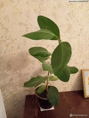 Ficus Religiosa (священный) — купить в Красноярске. Горшечные растения и  комнатные цветы на интернет-аукционе Au.ru