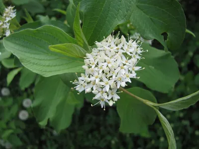 Свида (свидина) белая / Свида (свидина) / Кустарники / Энциклопедия  растений / FloraPedia.ru - Энциклопедия растений