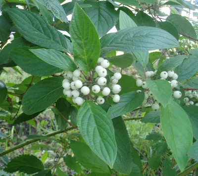 Свидина белая 'Sibirica Variegata' купить саженцы в Украине | Сад мрії