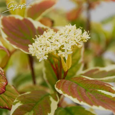 Свидина белая. Дерен белый. | Cornus alba | Елена G | Flickr