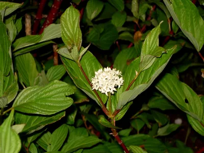 Дерен белый Элегантиссима (Cornus alba Elegantissima)