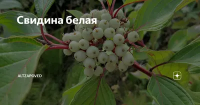 Свидина белая 'Sibirica Variegata' купить саженцы в Украине | Сад мрії