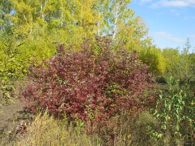 Фотокаталог растений: Свидина белая (Cornus alba)