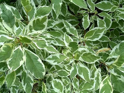 Дерен белый (свидина) (Cornus alba)