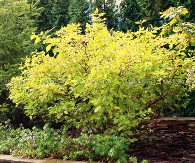 Дёрен белый (Cornus alba) | Ракита. Питомник растений