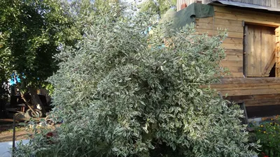 Свидина белая \"Sibirica variegata\"