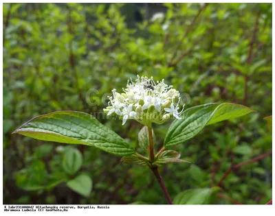 Дерен белый (свидина) (Cornus alba), цена в Перми от компании Питомник  Созоновых