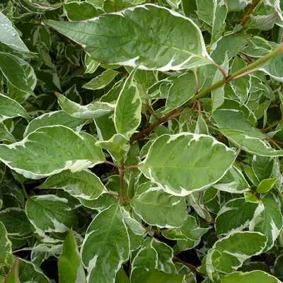 Дерен белый Элегантиссима (Cornus alba Elegantissima)