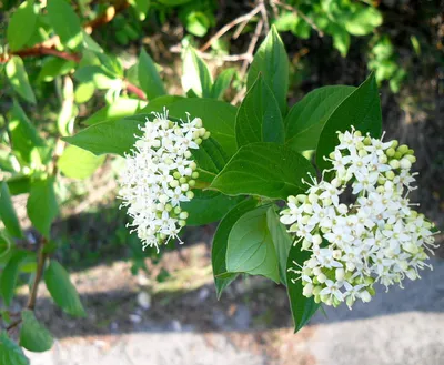 Дёрен белый (Cornus alba) | Ракита. Питомник растений