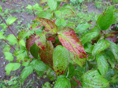 Свидина белая (Swida alba)