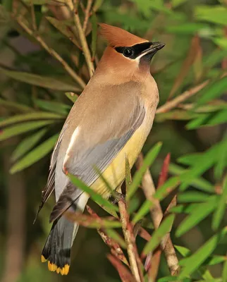 Свиристель - eBird