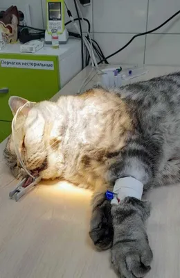 Чистка параанальных желез - «В первый раз у 9-летней кошки воспаление желез  и следом абсцесс. А через 2 месяца снова еще более сильный абсцесс. В чем  причина?» | отзывы