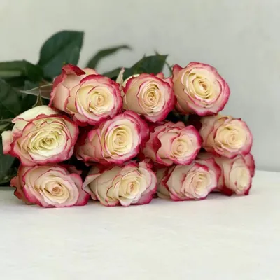 Розы Свитнесс (Sweetness) - купить в интернет-магазине Rosa Grand