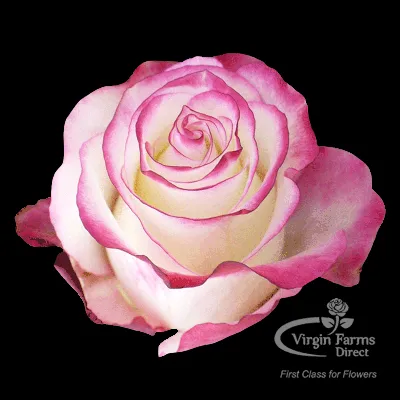 Sweetness Rose - Virgin Farms - High Quality Roses