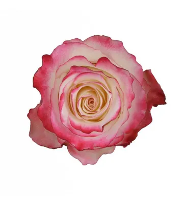 Sweetness Rose Bunch – Carlsbad Florist | San Diego Wholesale Flowers |  Carlsbad Flower Market