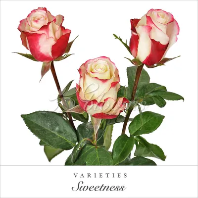 Sweetness Roses – Eblooms Farm Direct Inc.