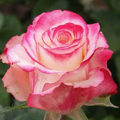 Саженцы роз: Роза чайно-гибридная Свитнесс Sweetness