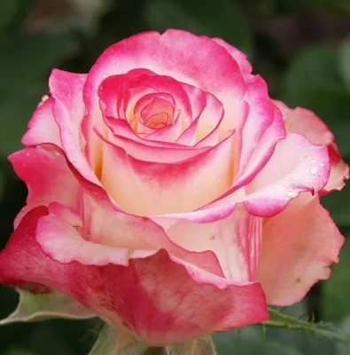 Роза чайно-гибридная Sweetness (Свитнесс) 690 руб. AGRO1318
