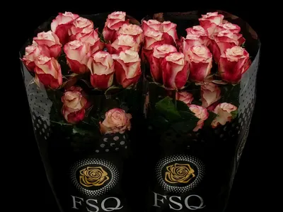 SWEETNESS a Pink/Cream rose from Ecuador