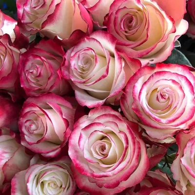 Sweetness Roses - Florabundance Wholesale Flowers