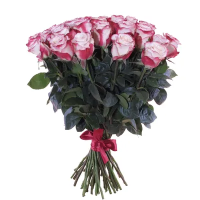 Rose Sweetness Bi Pink 50/60 cm - FMI Farms