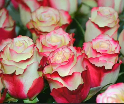 Роза Свитнесс 100см оригинальный двухцветный окрас