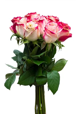 Красно-белые розы (Эквадор), сорт \"Свитнесс\" - м-н \"Свежие розы Пермь\"
